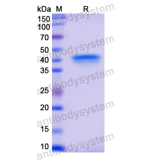 Recombinant Human PGA5, N-His