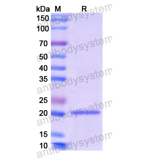 Recombinant Human CSH1, N-His