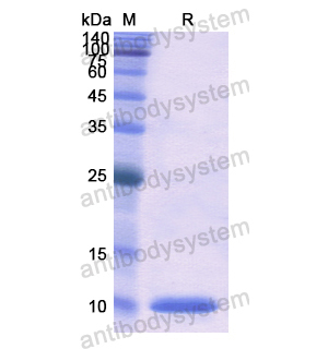Recombinant Human CCL3/MIP-1-alpha, N-His