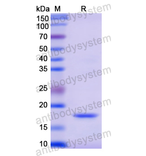 Recombinant Human RNASE2, N-His