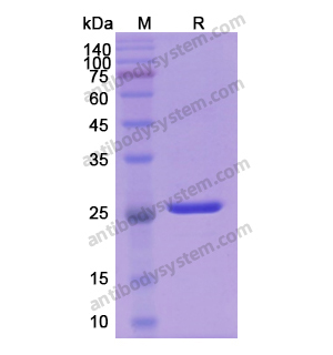 Recombinant Human BCL2, C-His