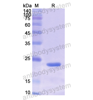Recombinant Human PTPRF, N-His