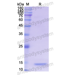Recombinant Human TXN, N-His