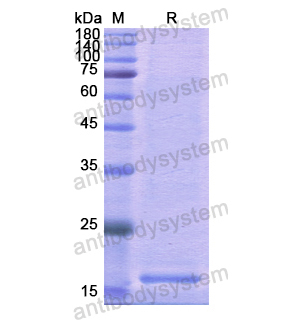 Recombinant Human CD28, N-His