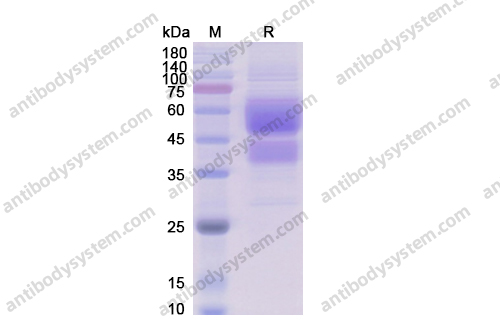 Recombinant Human CD28, C-Fc
