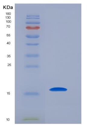 Recombinant Human Survivin / BIRC5 / API4 Protein