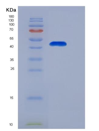 Recombinant Human EBP1 / PA2G4 Protein (His tag)