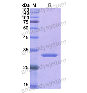 Recombinant Human IRF1, N-His