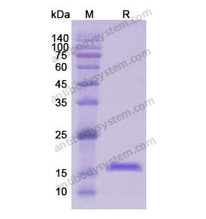 Recombinant Human CD8B, N-His