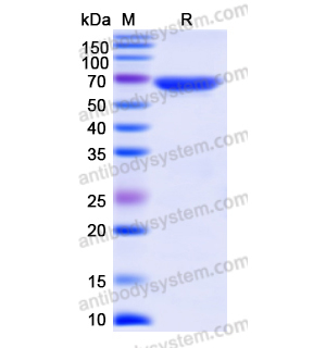 Recombinant Human HSPA8 Protein, N-His