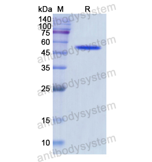 Recombinant Human LIPC, N-His