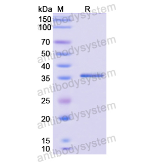 Recombinant Human SLC2A3, N-GST