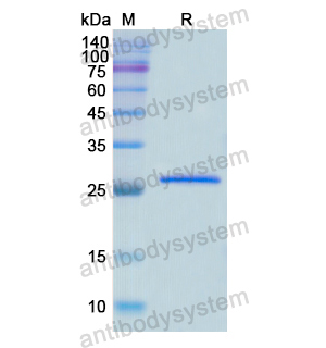 Recombinant Human MBL2/MBP-C, N-His