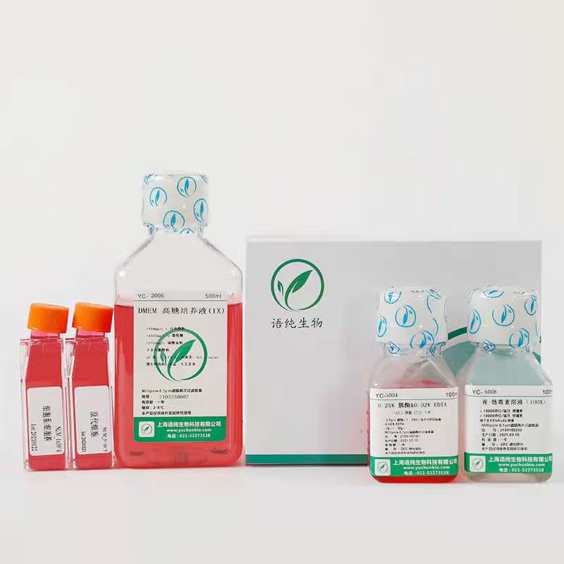 GP2d +LUC +GFP人结肠癌细胞细胞+LUC+GFP