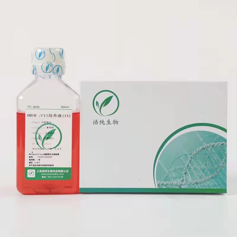 GP2d +LUC +GFP人结肠癌细胞细胞+LUC+GFP