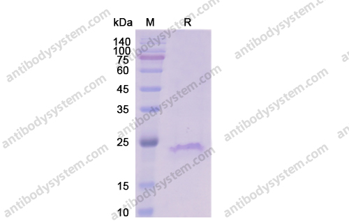 Recombinant Human CD20/MS4A1, N-His