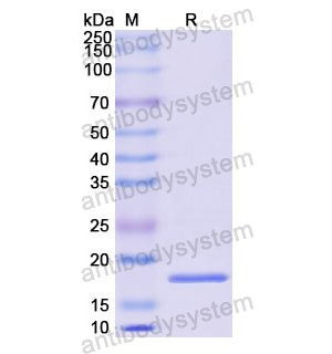 Recombinant Human PTHLH, N-His