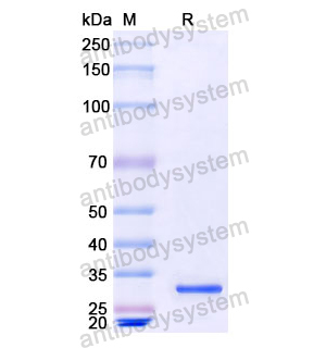 Recombinant Human CD32/FCGR2A, N-His