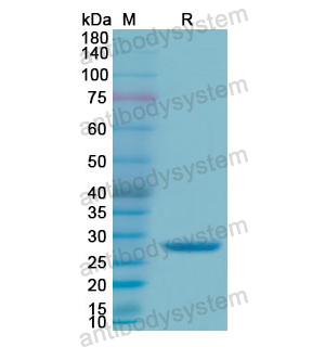 Recombinant Human GZMA, N-His