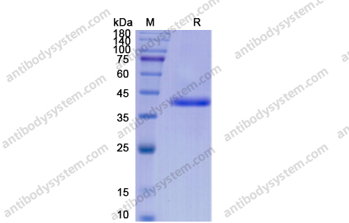 Recombinant Human BMP2, N-Fc