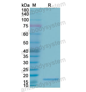 Recombinant Human RNASE3, N-His