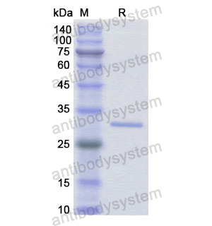 Recombinant Human IFI30, N-His
