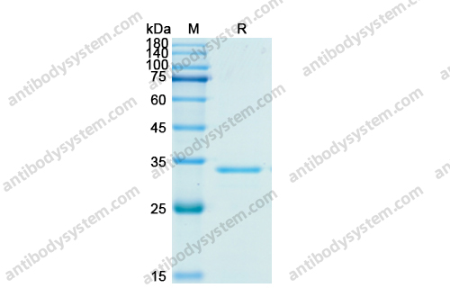 Recombinant Human CCL5/RANTES, N-GST