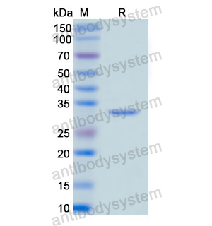 Recombinant Human CD49d/ITGA4, N-His
