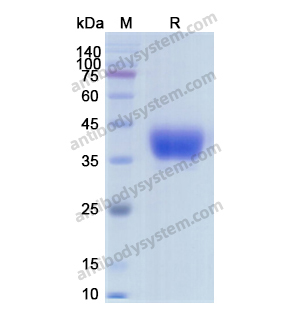 Recombinant Human CD142/F3/TF, C-His
