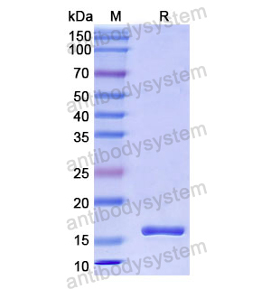 Recombinant Human PRG2/MBP, N-His