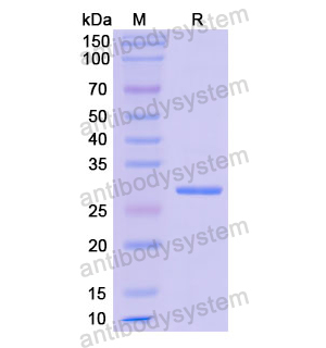 Recombinant Human ETFA, N-His