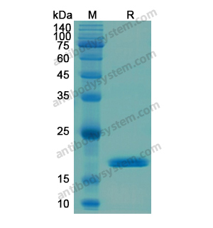 Recombinant Human GFAP, N-His