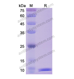 Recombinant Human MIF, C-His