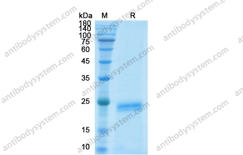 Recombinant Human HGF, N-His
