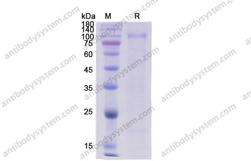 Recombinant Human HGF, C-His