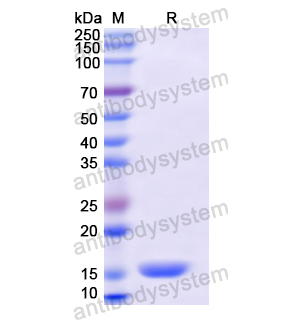 Recombinant Human PLA2G2A, N-His
