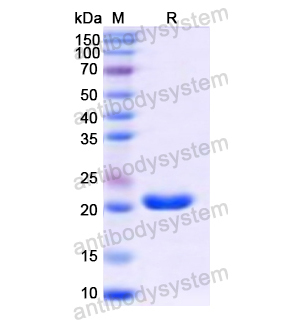 Recombinant Human MYL6B, N-His