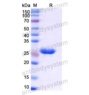 Recombinant Human IDE, N-His
