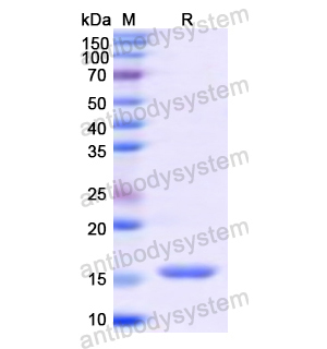 Recombinant Human CD42a/GP9, N-His