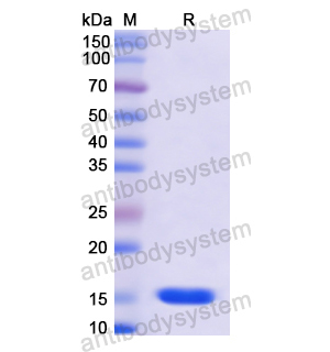 Recombinant Human UQCRB, N-His