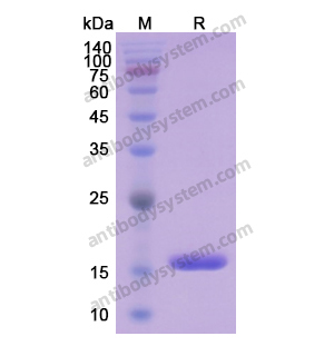 Recombinant Human FABP4, N-His