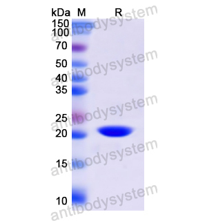 Recombinant Human CD13/ANPEP, N-His