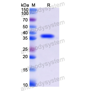 Recombinant Human CD155/PVR, N-His