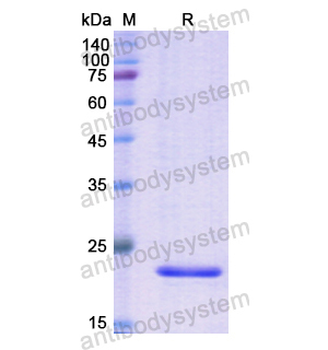 Recombinant Human ACP3, N-His