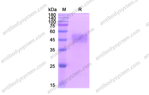 Recombinant Human CD19, C-His