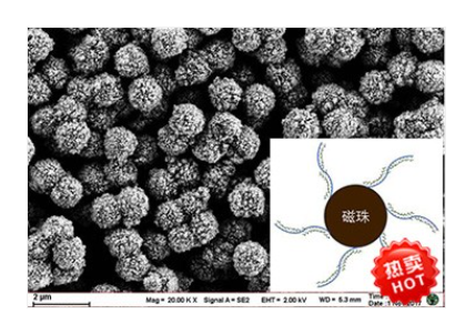 MagBeads?Oligo(dT)磁珠