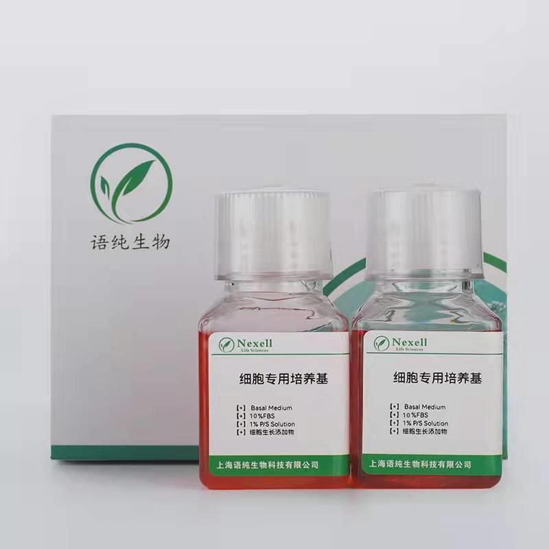 SNU-16 +LUC人胃癌细胞+LUC