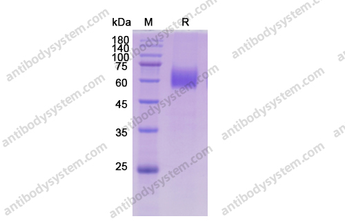 Recombinant Human CD116/CSF2RA, C-His