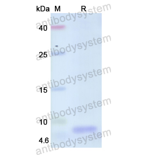 Recombinant Human HTN1, N-His
