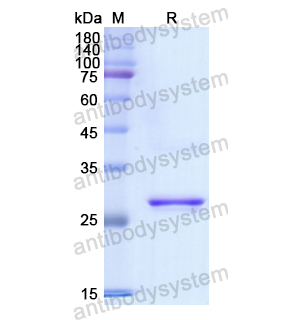 Recombinant Human CD1E, N-His